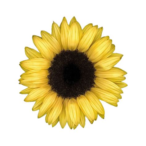 Aesthetic Sunflower Png Free Download