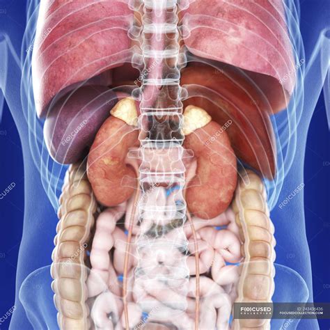 What Organs Are In The Human Back Major Organs Of The Human Body