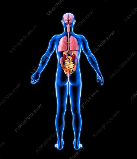 Male Internal Organs Human Body Internal Organs Anatomy 3d Model