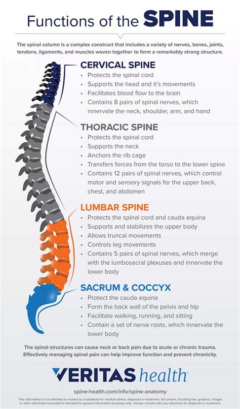 Spinal Anatomy And Back Pain Spine Health