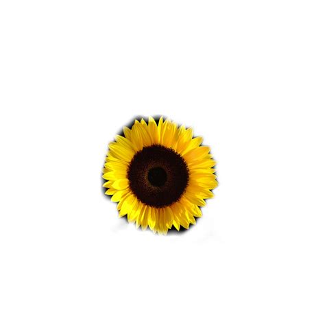 Sunflower Freetoedit Sunflower Sticker By Softnihachu