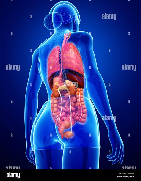 Internal Organs Diagram Back View