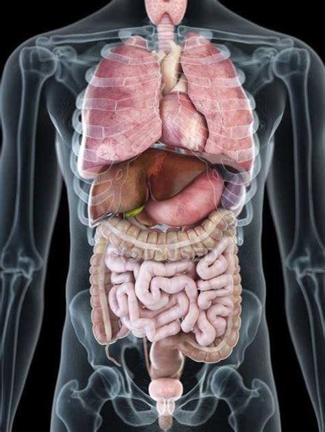 Male Internal Organs Internal Organs Male Body Schematic Human