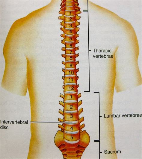 Diagram Diagram Spine Mydiagramonline