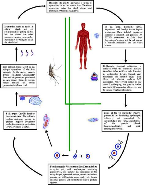 Life Cycle Of The Malaria Causing Parasites Of Plasmodium Species