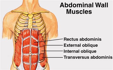 Transverse Abdominis Muscles