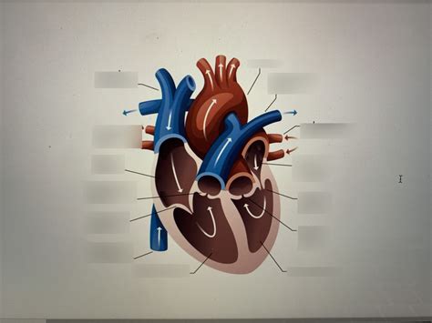 Heart Structure Diagram Quizlet