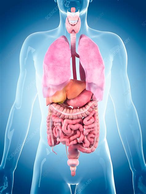 Human Anatomy Organs Diagram