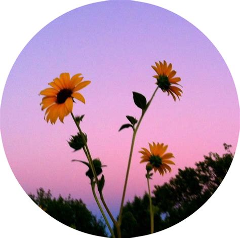 Sunflower Circle Aesthetic Sunset Sticker By Taevsty