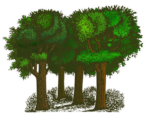 Download High Quality Tree Clipart Forest Transparent Png Images Art