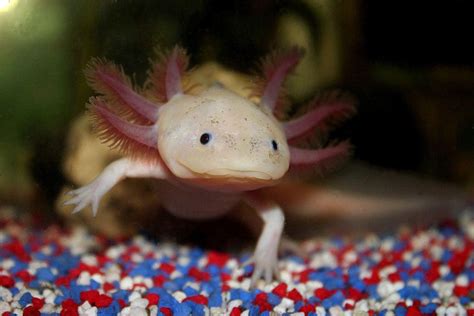 Axolotl Wallpapers Wallpaper Cave