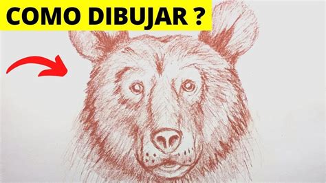 🥇 Cómo Dibujar Un Oso Realista A LÁpiz Facil Paso A Paso Dibujo De Un