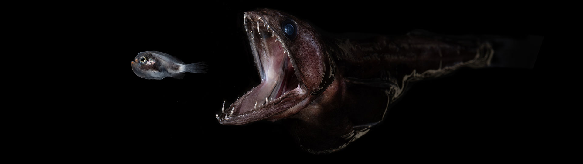 Black swallower and larval anglerfish