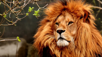 Best lion male portrait