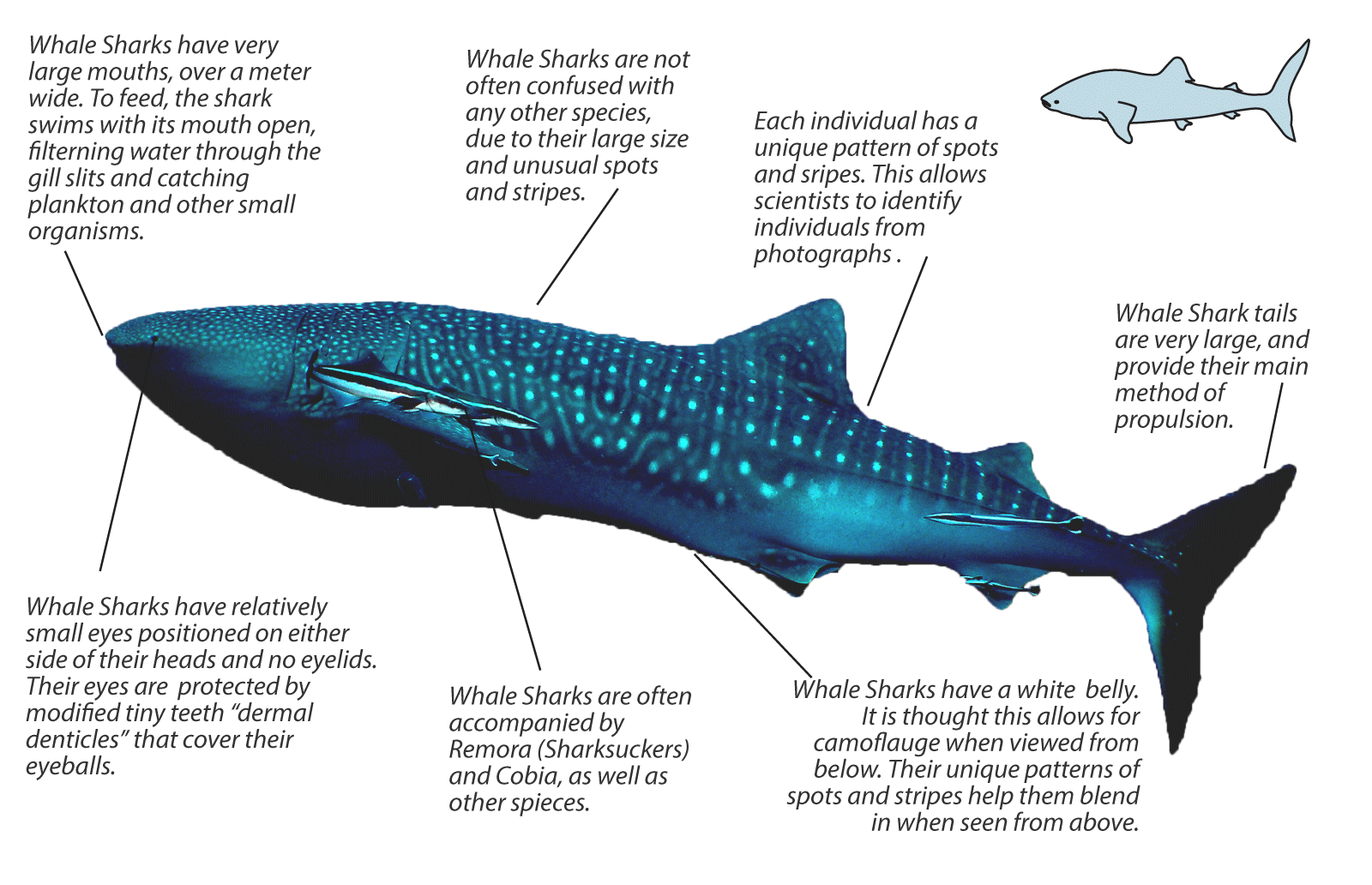 Whale Shark Anatomy