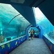 Reef HQ Great Barrier Reef Aquarium (Townsville): All You Need to Know