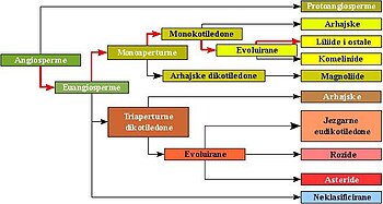 Savremena filogenetska klasifikacija angiospermi Klasifikacija APG III (2009) ili filogenetske klasifikacije je treća verzija botaničke klasifikacije cvjetnica koju utvrđuje međunarodna Grupa za filogeniju angiospermi (2016.)