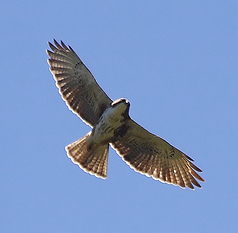 Witkeelbuizerd