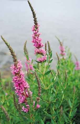 <span class="mw-page-title-main">Lythraceae</span> Family of flowering plants