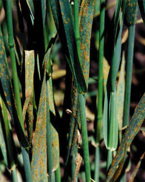 <i>Puccinia coronata</i> Species of fungus