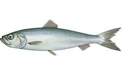 <span class="mw-page-title-main">Atlantic herring</span> Species of fish