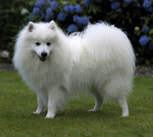 Japanese Spitz Dog breed