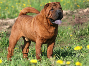 <span class="mw-page-title-main">Shar Pei</span> Dog breed