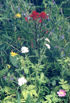 <span class="mw-page-title-main">Wildflower</span> Flower that grows in the wild, not intentionally planted