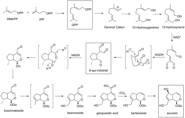 Acubinbiosynthesisscheme.PNG