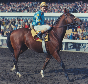 Northern Dancer Canadian-bred Thoroughbred racehorse