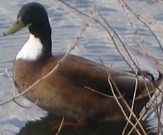 <span class="mw-page-title-main">Duclair duck</span>