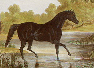 <span class="mw-page-title-main">Sir Hercules</span> Irish-bred Thoroughbred racehorse