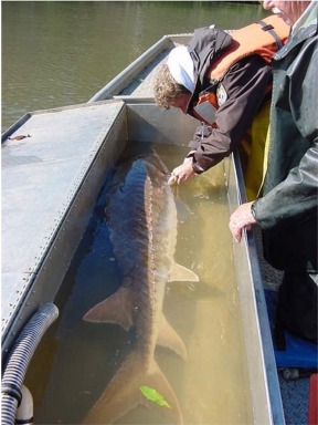 <span class="mw-page-title-main">Gulf sturgeon</span> Subspecies of fish