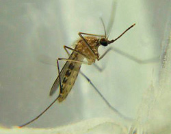 <i>Culex</i> Genus of mosquitoes