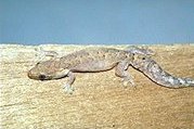 <i>Lepidodactylus</i> Genus of lizards