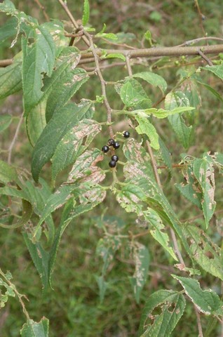 <i>Trema tomentosum</i> Species of shrub