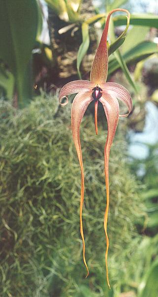 <i>Bulbophyllum</i> Genus of orchids