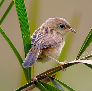 <span class="mw-page-title-main">Cisticolidae</span> Family of birds