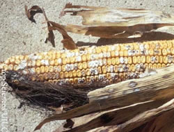 Figure 1: Fusarium ear rot, caused by the fungi Fusarium verticillioides and F. proliferatum, may typically be a more common ear rot of corn. Source: UIUC available at: http://www.extension.umn.edu/cropenews/2007/07MNCN42.html