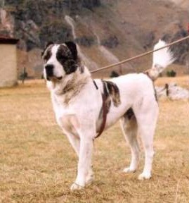 <span class="mw-page-title-main">Georgian Shepherd</span> Dog breed