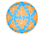 <i>Orthoreovirus</i> Genus of viruses