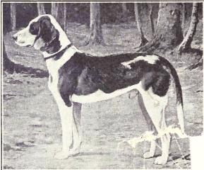 <span class="mw-page-title-main">German Hound</span> Dog breed