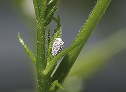 Maconellicoccus hirsutus