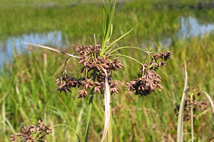 <i>Scirpus ancistrochaetus</i> Species of grass-like plant