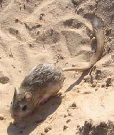 <span class="mw-page-title-main">Thick-tailed three-toed jerboa</span> Species of rodent