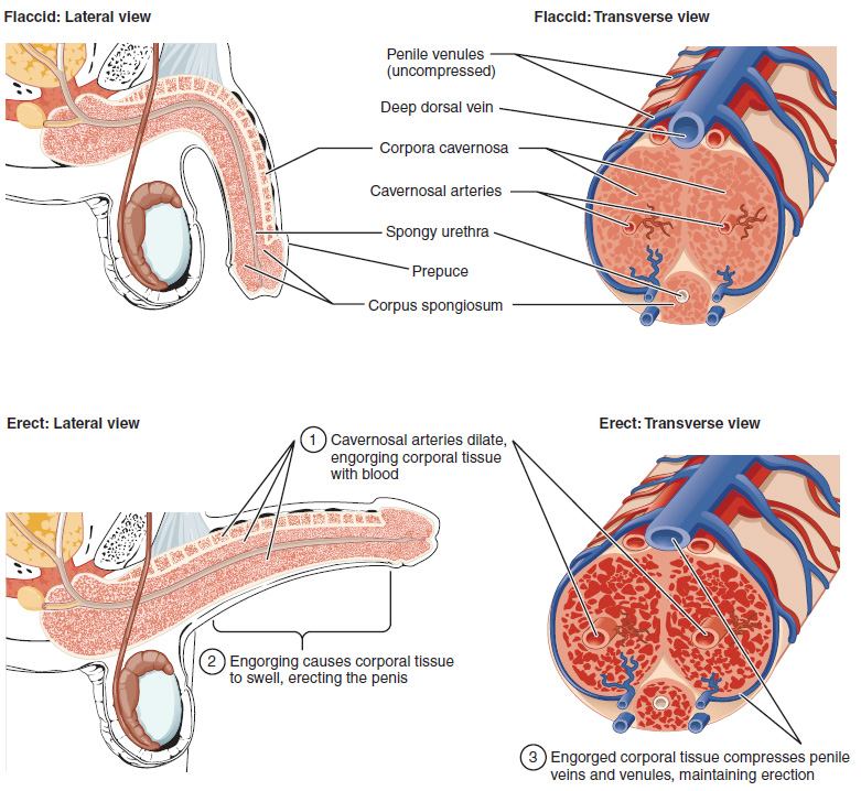 Figure_28_01_06.jpg