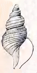 <i>Mohnia parva</i> Species of gastropod