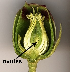 <span class="mw-page-title-main">Ovule</span> Female plant reproductive structure