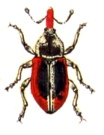 <span class="mw-page-title-main">Ellescini</span> Tribe of beetles