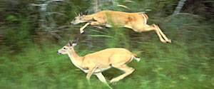 <span class="mw-page-title-main">Columbian white-tailed deer</span> Subspecies of deer